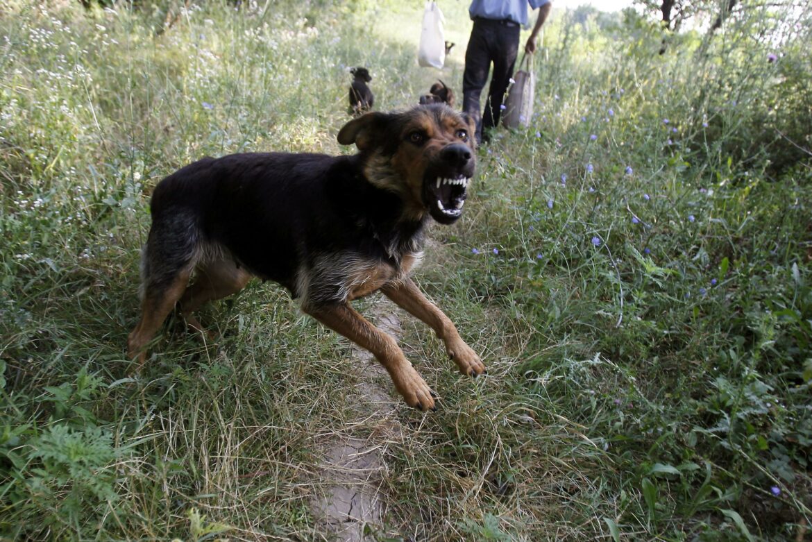 Des chiens errants mordent à mort un jogster dans la capitale roumaine Bucarest 